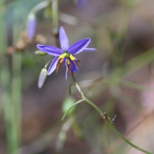 Dianella revoluta var. revoluta at Chiltern, VIC - 27 Nov 2021