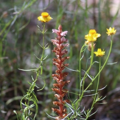 Orobanche minor (Broomrape) at Chiltern, VIC - 27 Nov 2021 by KylieWaldon