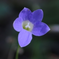Wahlenbergia stricta subsp. stricta at Chiltern, VIC - 27 Nov 2021 by KylieWaldon