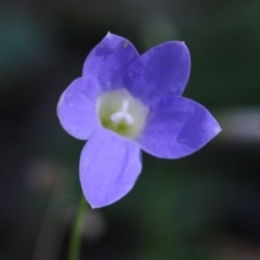 Wahlenbergia stricta subsp. stricta at Chiltern-Mt Pilot National Park - 26 Nov 2021 by KylieWaldon