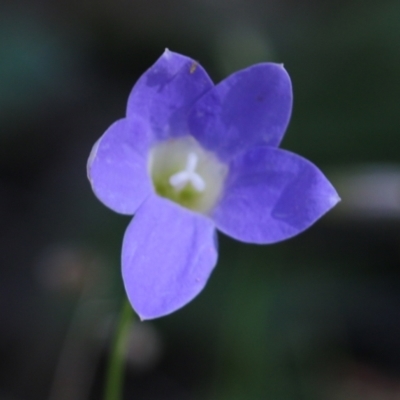Wahlenbergia stricta subsp. stricta at Chiltern, VIC - 27 Nov 2021 by KylieWaldon