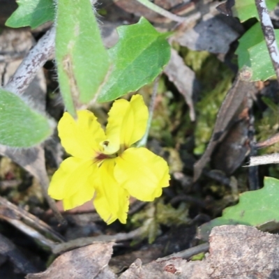 Goodenia hederacea at Chiltern, VIC - 27 Nov 2021 by KylieWaldon