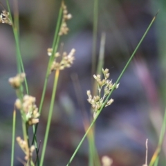 Unidentified Rush, Sedge or Mat Rush at Chiltern, VIC - 26 Nov 2021 by KylieWaldon