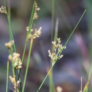 Juncus sp. at Chiltern-Mt Pilot National Park - 27 Nov 2021 08:34 AM