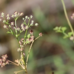 Daucus glochidiatus at Chiltern-Mt Pilot National Park - 26 Nov 2021 by KylieWaldon