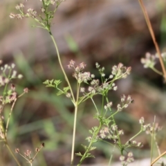 Daucus glochidiatus at Chiltern, VIC - 27 Nov 2021 08:39 AM