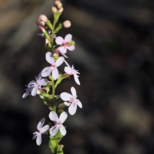 Stylidium graminifolium at Chiltern, VIC - 27 Nov 2021 09:24 AM