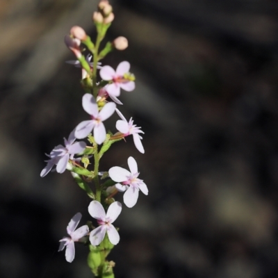 Stylidium graminifolium (grass triggerplant) at Chiltern, VIC - 27 Nov 2021 by KylieWaldon