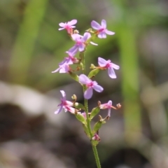 Stylidium graminifolium at Chiltern, VIC - 27 Nov 2021 09:24 AM