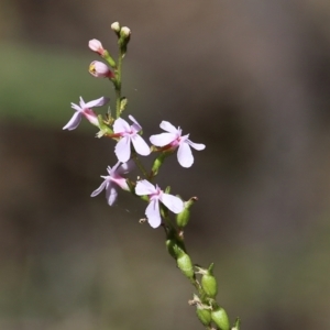 Stylidium graminifolium at Chiltern, VIC - 27 Nov 2021 09:24 AM