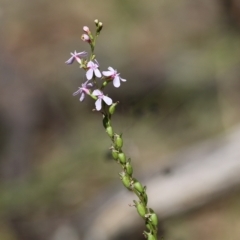 Stylidium graminifolium at Chiltern, VIC - 27 Nov 2021 09:24 AM