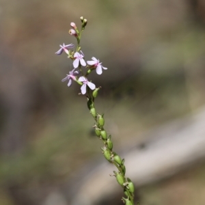 Stylidium graminifolium at Chiltern, VIC - 27 Nov 2021 09:24 AM