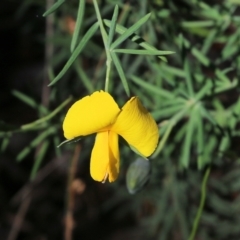 Gompholobium huegelii (pale wedge–pea) at Chiltern, VIC - 27 Nov 2021 by KylieWaldon