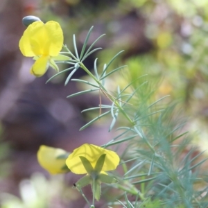 Gompholobium huegelii at Chiltern-Mt Pilot National Park - 27 Nov 2021