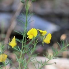 Gompholobium huegelii at Chiltern-Mt Pilot National Park - 27 Nov 2021