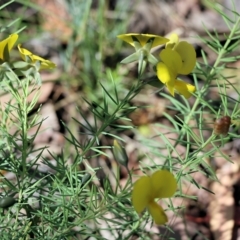 Gompholobium huegelii at Chiltern-Mt Pilot National Park - 27 Nov 2021 09:09 AM