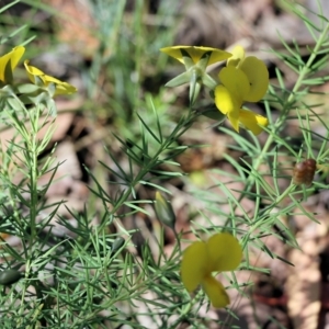 Gompholobium huegelii at Chiltern-Mt Pilot National Park - 27 Nov 2021 09:09 AM