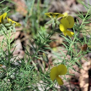 Gompholobium huegelii at Chiltern-Mt Pilot National Park - 27 Nov 2021