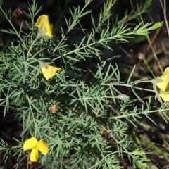 Gompholobium huegelii at Chiltern-Mt Pilot National Park - 27 Nov 2021