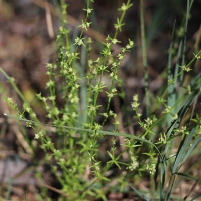 Unidentified Other Wildflower or Herb at Chiltern, VIC - 26 Nov 2021 by KylieWaldon