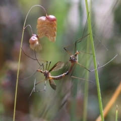 Leptotarsus (Macromastix) costalis (Common Brown Crane Fly) at Chiltern, VIC - 27 Nov 2021 by KylieWaldon