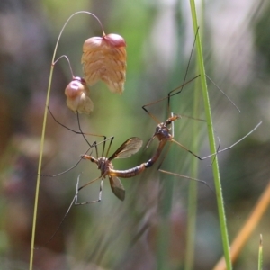 Leptotarsus (Macromastix) costalis at Chiltern, VIC - 27 Nov 2021 09:25 AM