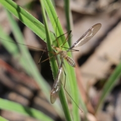 Leptotarsus (Macromastix) costalis at Chiltern, VIC - 27 Nov 2021 09:25 AM