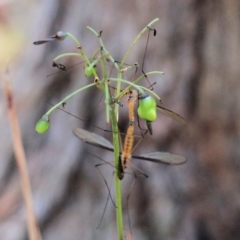 Leptotarsus (Macromastix) costalis at Chiltern, VIC - 27 Nov 2021 09:25 AM