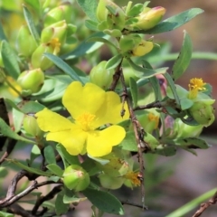 Hibbertia obtusifolia (Grey Guinea-flower) at Chiltern, VIC - 27 Nov 2021 by KylieWaldon