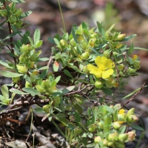 Hibbertia obtusifolia at Chiltern-Mt Pilot National Park - 27 Nov 2021 09:18 AM