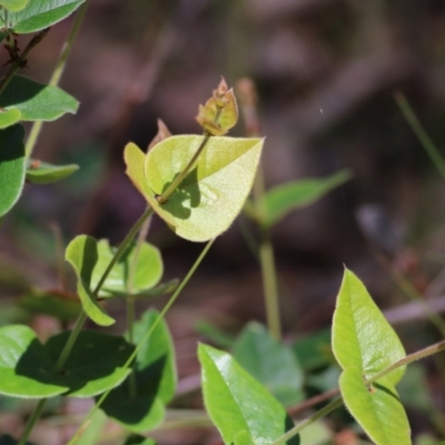 Platylobium formosum (Handsome Flat Pea) at Chiltern, VIC - 27 Nov 2021 by KylieWaldon