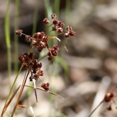 Luzula sp. (Woodrush) at Chiltern-Mt Pilot National Park - 26 Nov 2021 by KylieWaldon