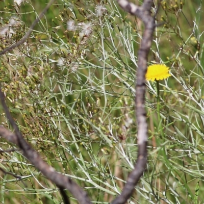 Senecio quadridentatus (Cotton Fireweed) at Chiltern, VIC - 27 Nov 2021 by KylieWaldon