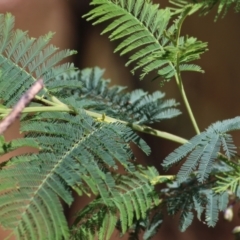 Acacia dealbata subsp. dealbata (Silver Wattle) at Chiltern, VIC - 26 Nov 2021 by KylieWaldon