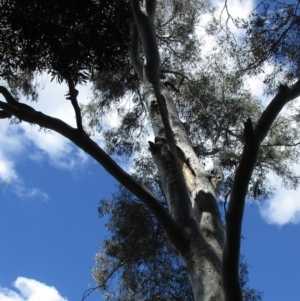 Callocephalon fimbriatum at Acton, ACT - suppressed