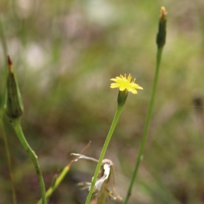 Hypochaeris glabra at Chiltern, VIC - 27 Nov 2021 by KylieWaldon