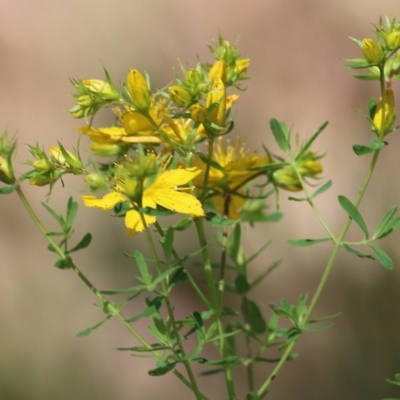 Hypericum perforatum (St John's Wort) at Chiltern, VIC - 27 Nov 2021 by KylieWaldon