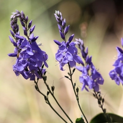 Veronica perfoliata at Chiltern-Mt Pilot National Park - 26 Nov 2021 by KylieWaldon