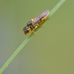 Xyloperga sp. (genus) (Sawfly, Spitfire) at Wamboin, NSW - 18 Dec 2020 by natureguy