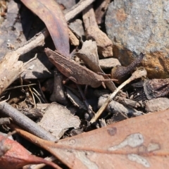 Goniaea opomaloides (Mimetic Gumleaf Grasshopper) at Chiltern, VIC - 27 Nov 2021 by KylieWaldon