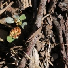 Goniaea opomaloides at Chiltern, VIC - 27 Nov 2021 09:12 AM