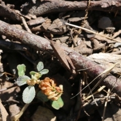 Goniaea opomaloides at Chiltern, VIC - 27 Nov 2021 09:12 AM