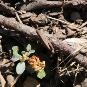 Goniaea opomaloides at Chiltern, VIC - 27 Nov 2021 09:12 AM