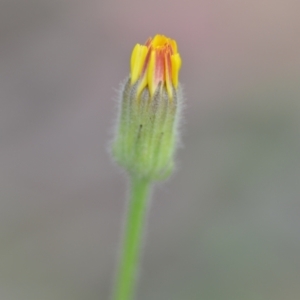 Crepis foetida subsp. foetida at Wamboin, NSW - 18 Dec 2020