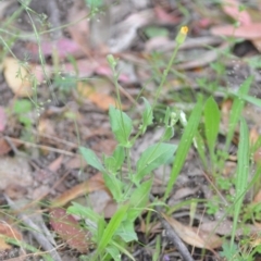 Crepis foetida subsp. foetida at Wamboin, NSW - 18 Dec 2020