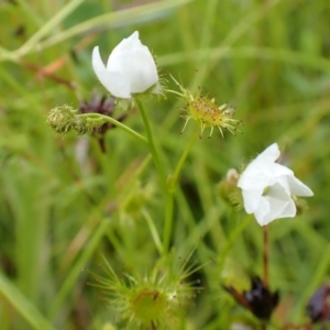 Drosera gunniana at Cook, ACT - 25 Nov 2021