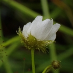 Drosera gunniana at Cook, ACT - 25 Nov 2021