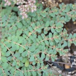 Euphorbia dallachyana at Wamboin, NSW - 18 Dec 2020