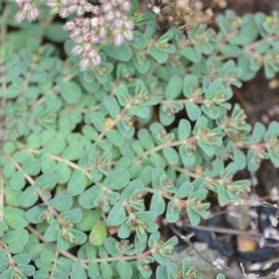 Euphorbia dallachyana (Mat Spurge, Caustic Weed) at Wamboin, NSW - 18 Dec 2020 by natureguy