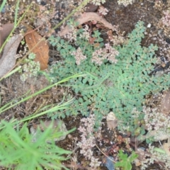 Euphorbia dallachyana at Wamboin, NSW - 18 Dec 2020